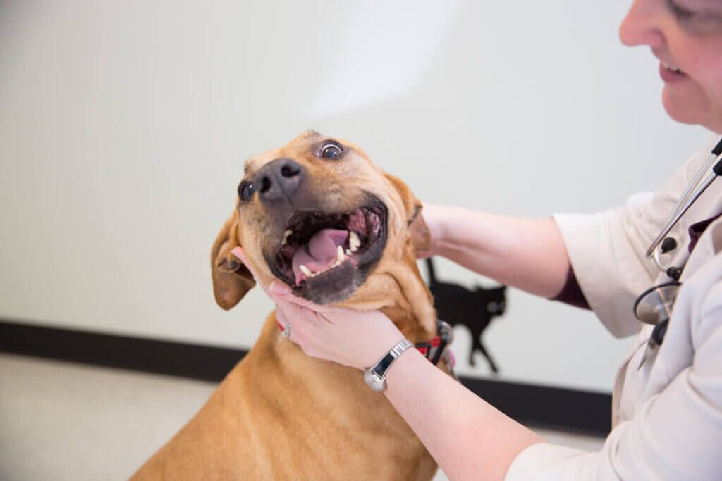 Pet Dental Care - Keller Lake Animal Hospital