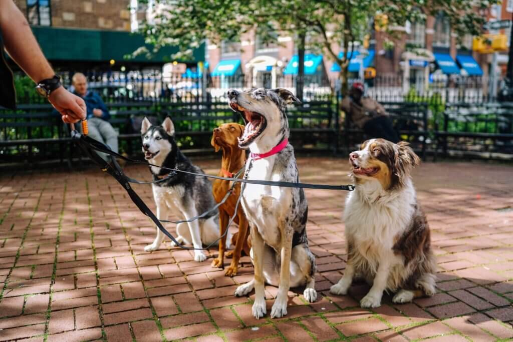 4 dogs hanging out