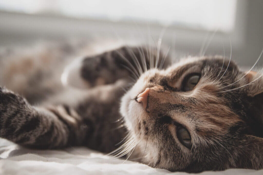 close-up of tabby cat