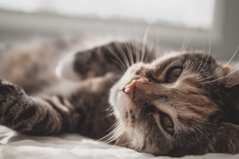 close-up of tabby cat