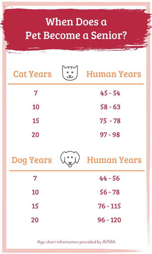 When does a pet become a senior - age comparison chart
